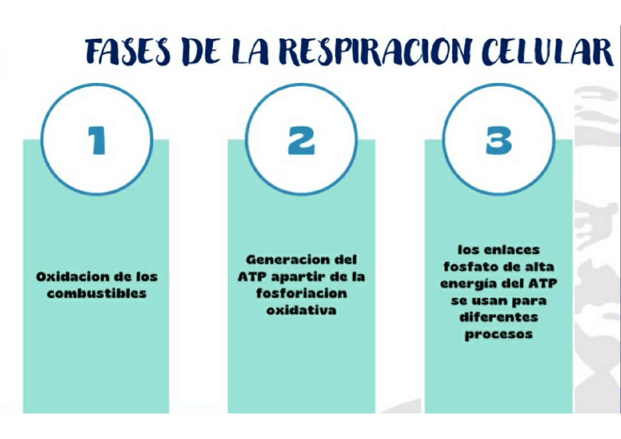FASES DE LA RESPIRACIÓN CÉLULAR - Docsity
