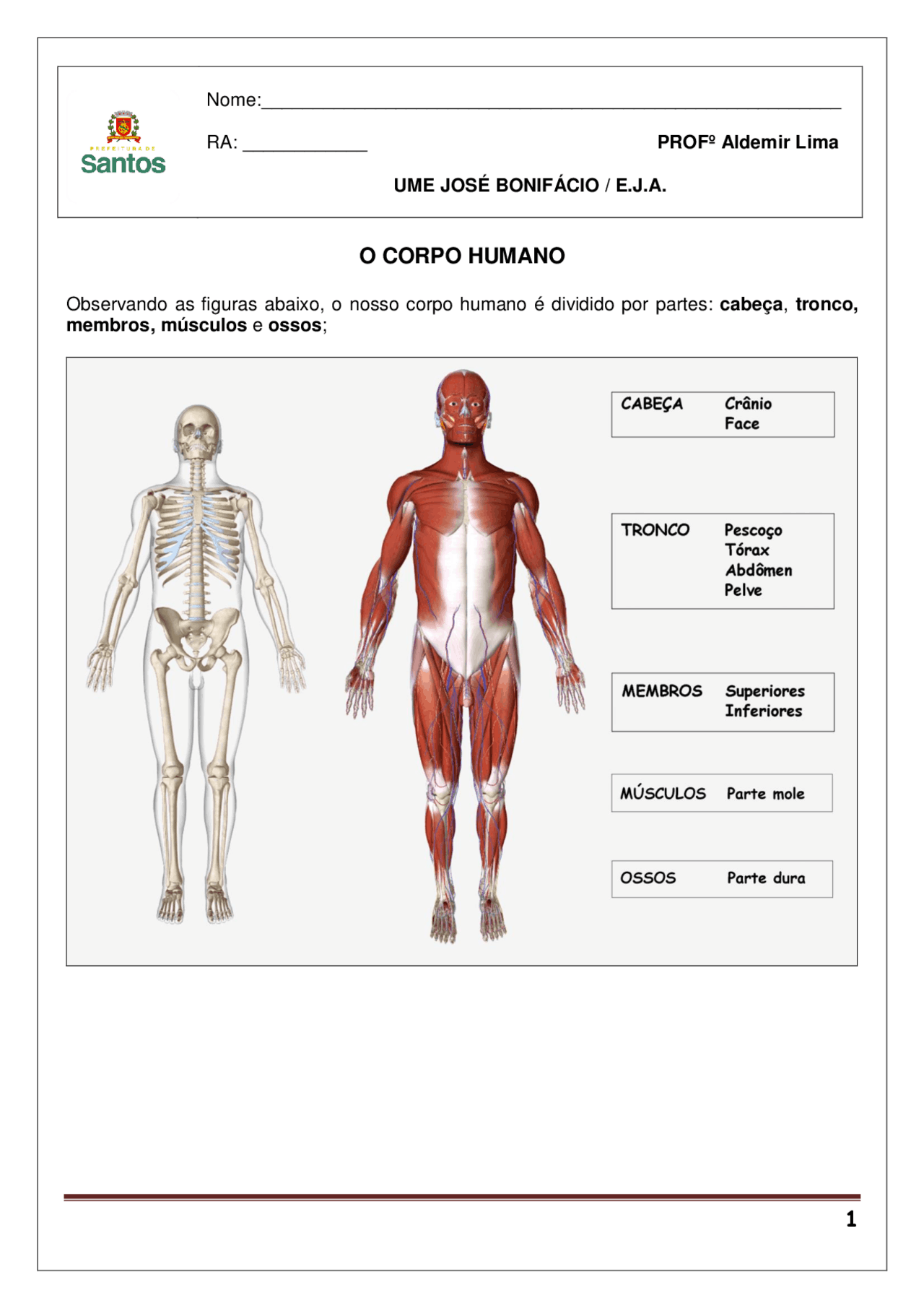 Questionário sobre o O CORPO HUMANO - Docsity