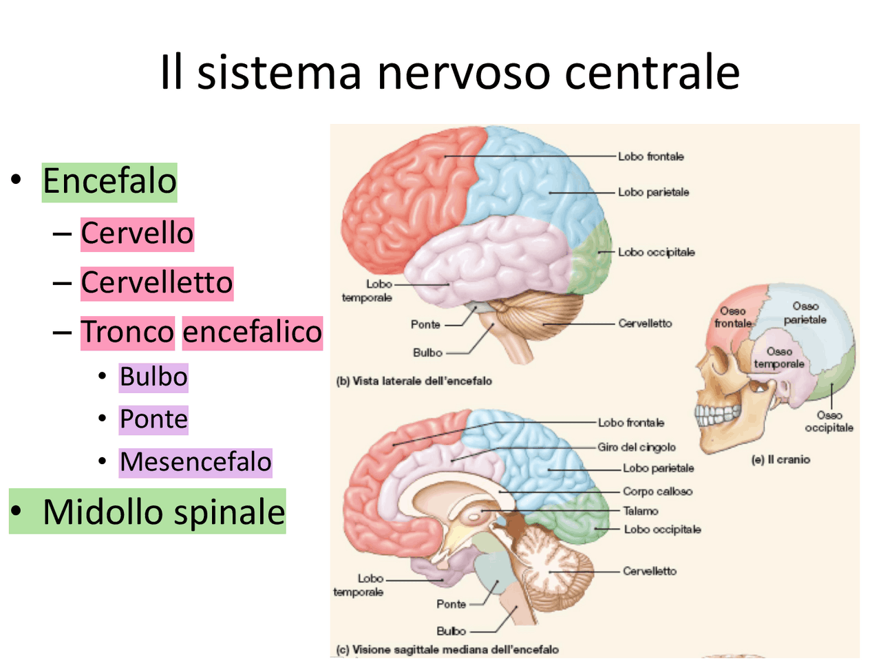Sistema nervoso centrale - Docsity
