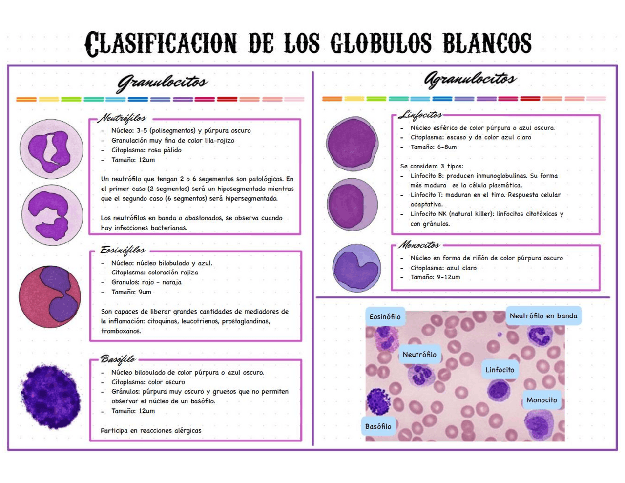 Nombre Cientifico De Los Globulos Blancos