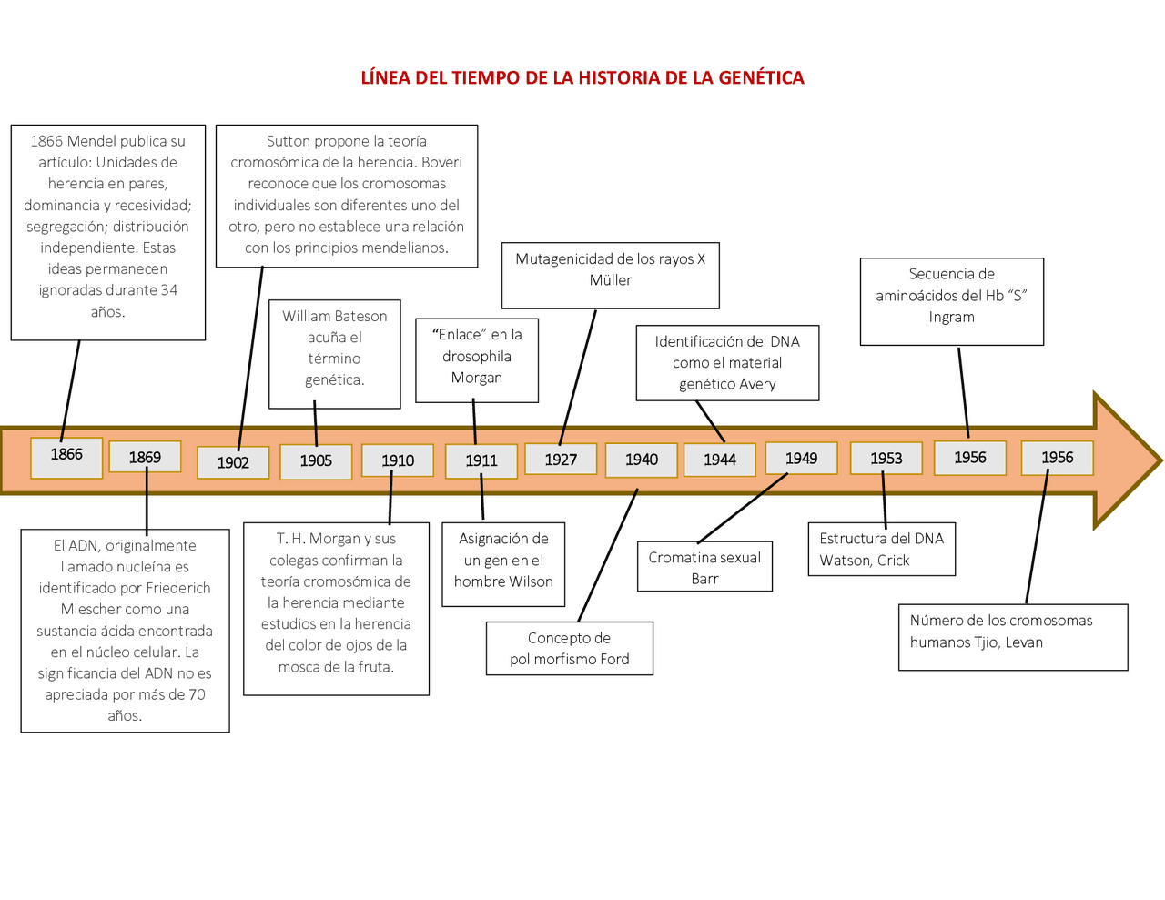 Historia de la genetica | Esquemas y mapas conceptuales de Genética