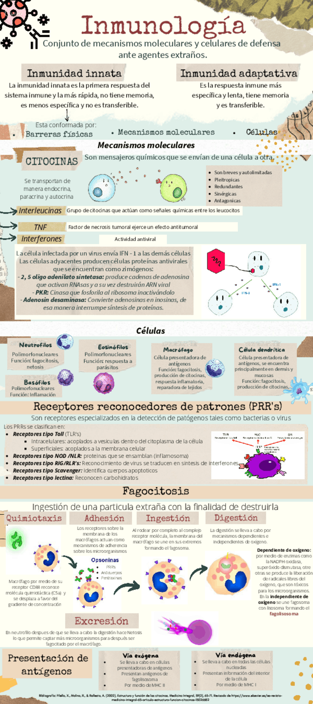 Infografía Inmunidad Innata | Esquemas y mapas conceptuales de ...