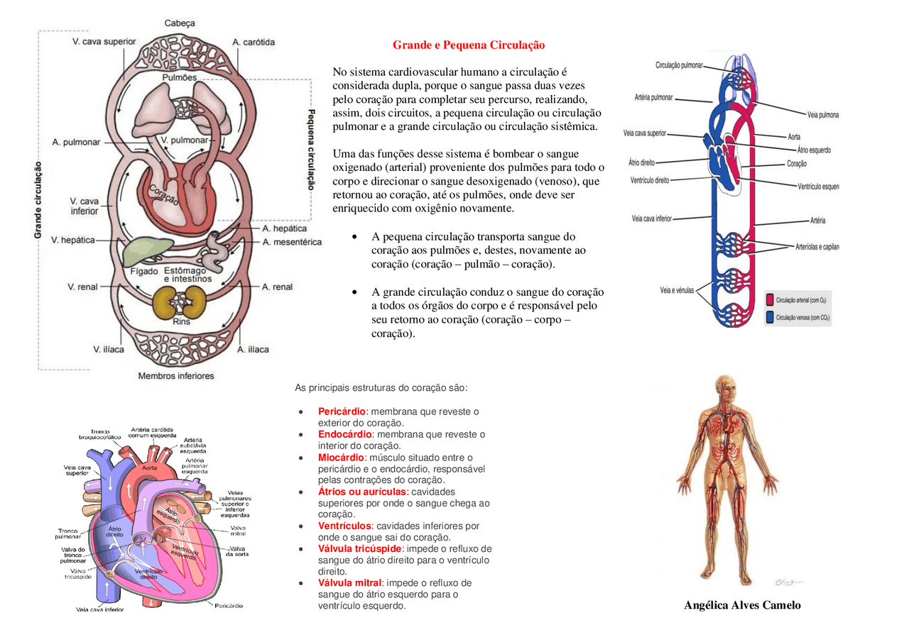 Grande E Pequena Circulação Resumos Citologia Docsity Grande E Pequena Circulação Resumos Citologia Docsity
