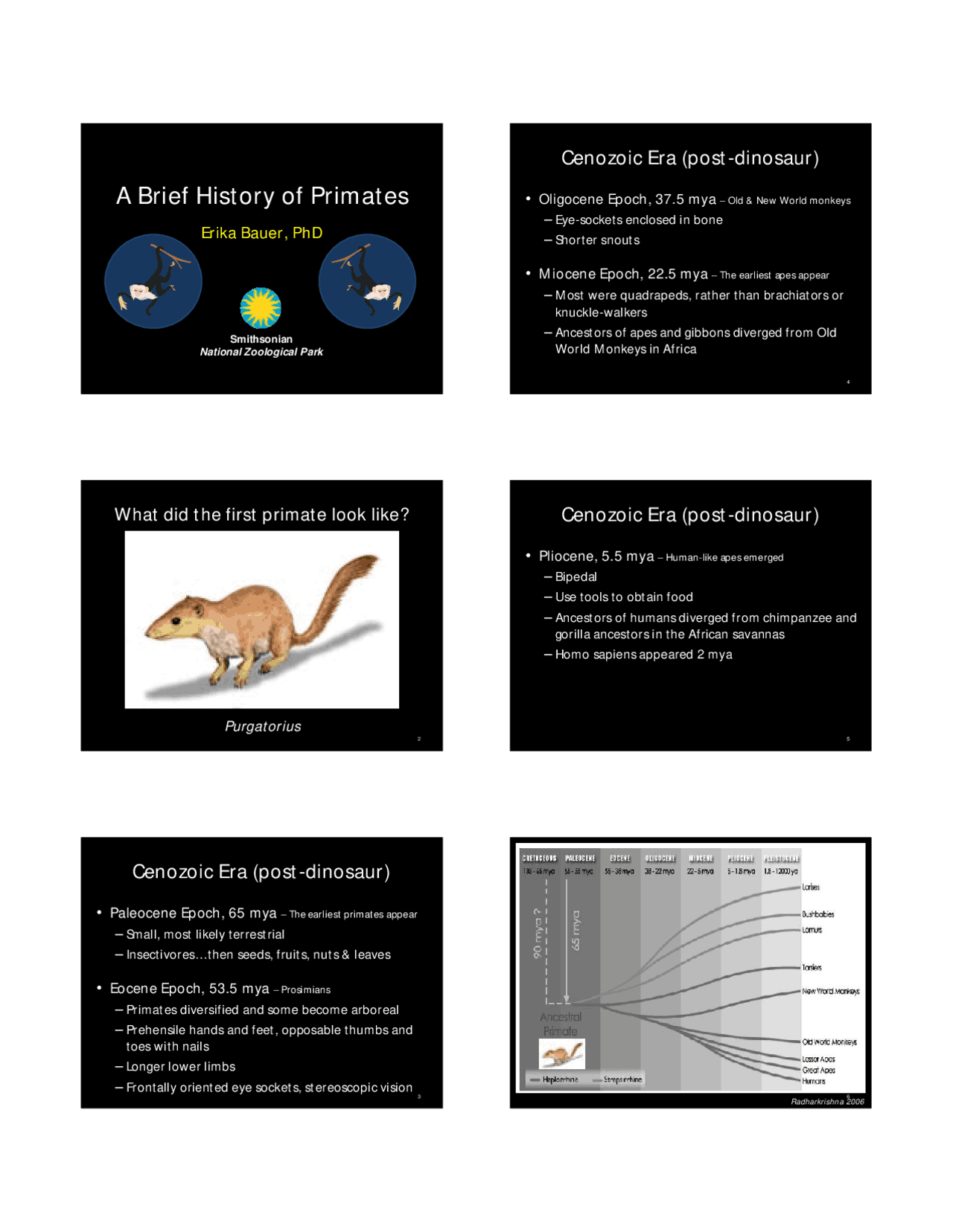 Visual Predation Theories of Primate Evolution: Visual Predation Theory | Slides ...