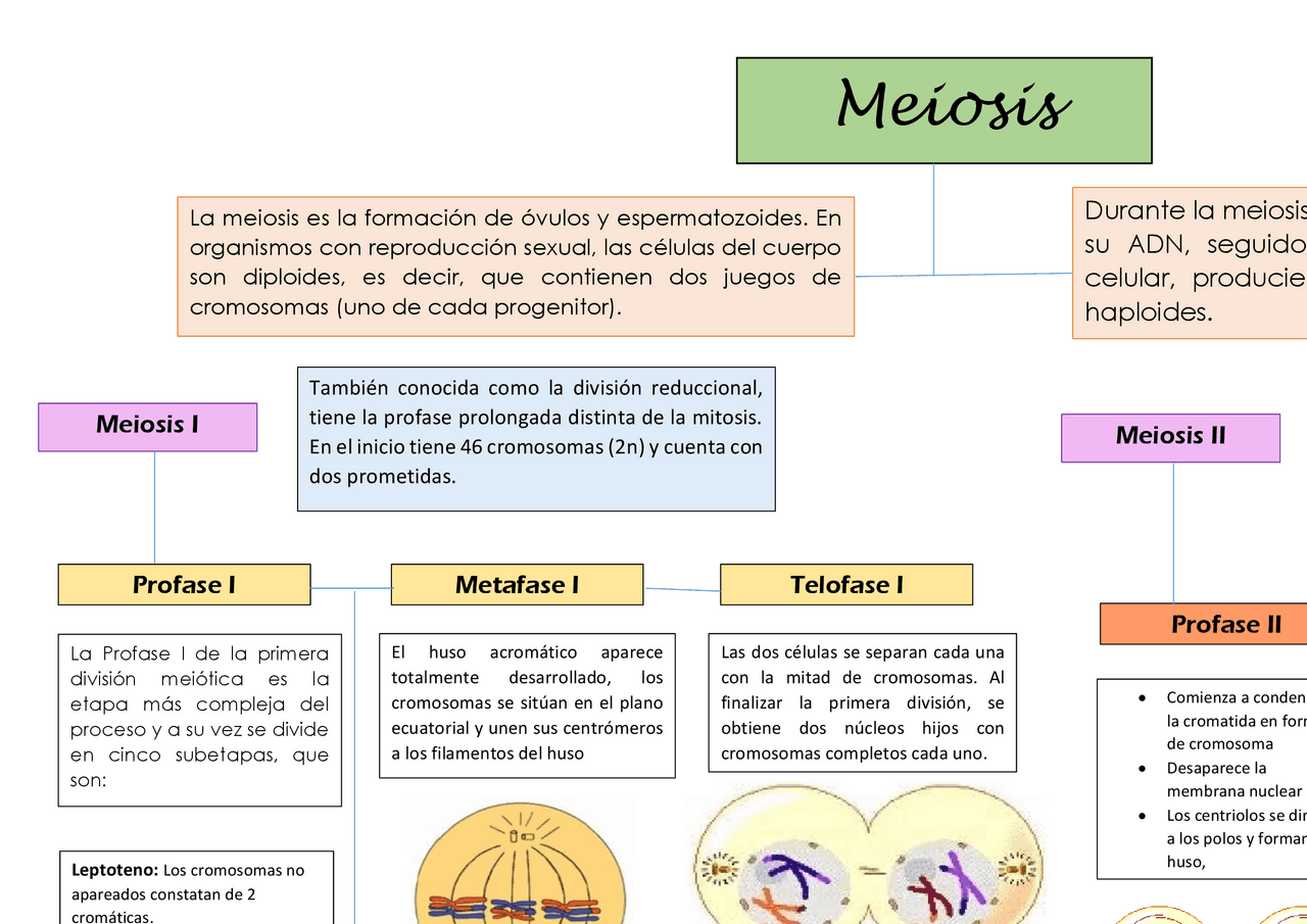 Mapa Conceptual de Mitosis y Meiosis | Esquemas y mapas conceptuales de
