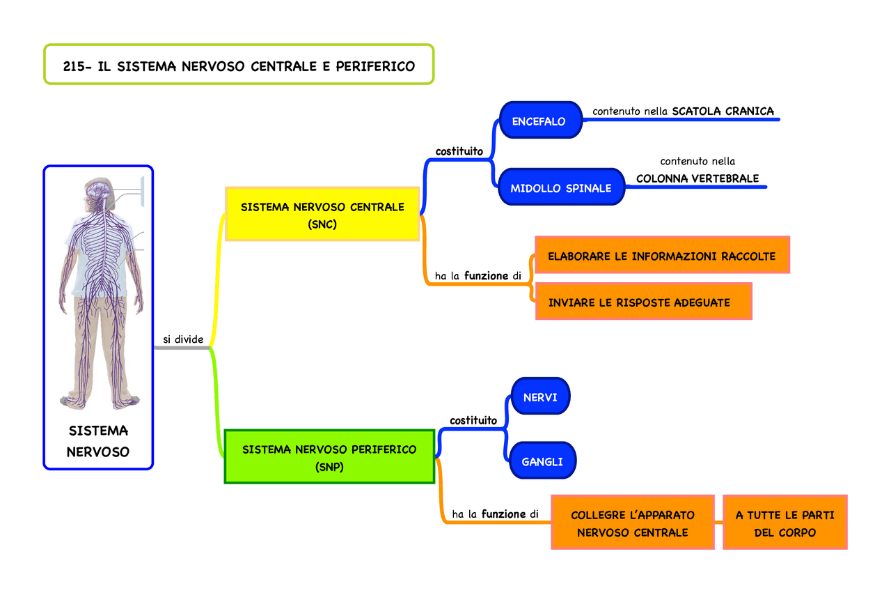 SISTEMA NERVOSO CENTRALE E PERIFERICO | Schemi e mappe concettuali di