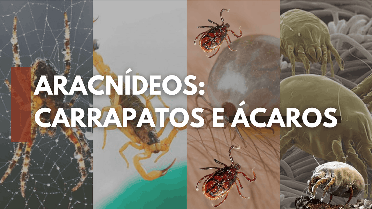 Aracnídeos: Ácaros e carrapatos | Slides Parasitologia | Docsity