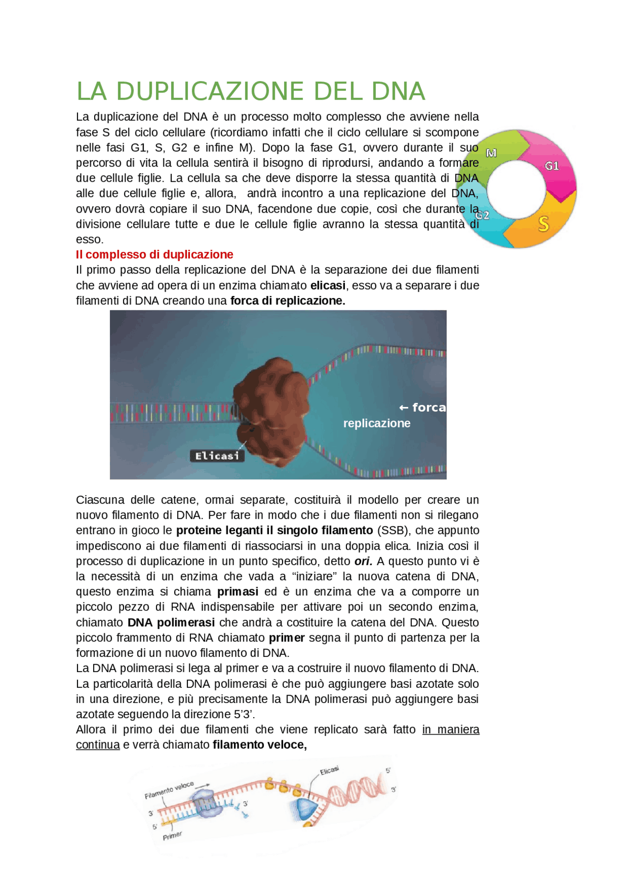 La duplicazione del DNA | Appunti di Biologia | Docsity