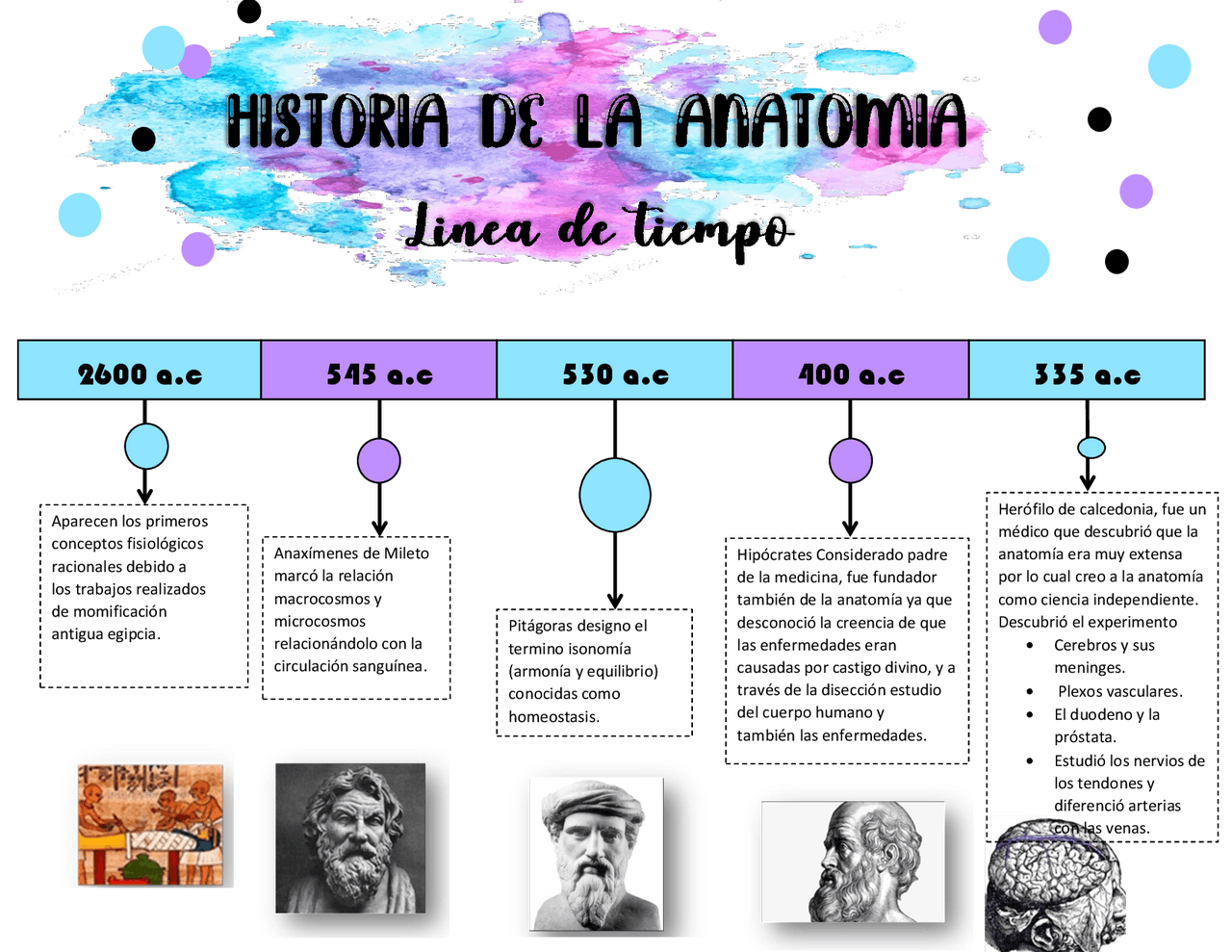 Linea De Tiempo De La Historia De La Anatomia Esquemas Y Mapas 4054