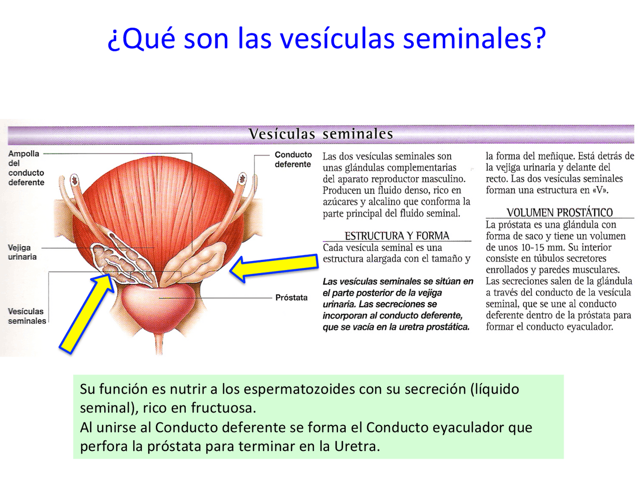 O Que é Vesicula Seminal - RETOEDU