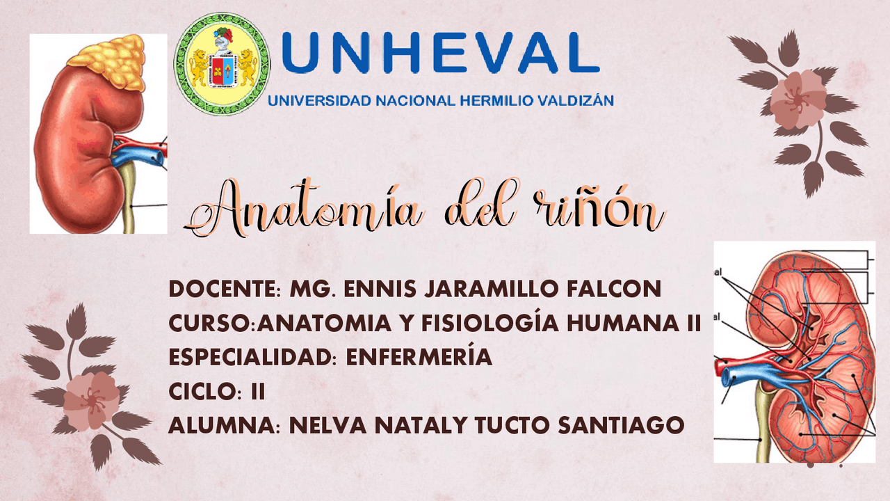 ANATOMIA DEL RIÑON DE ANATOMIA Y FISIOLOGIA - Docsity