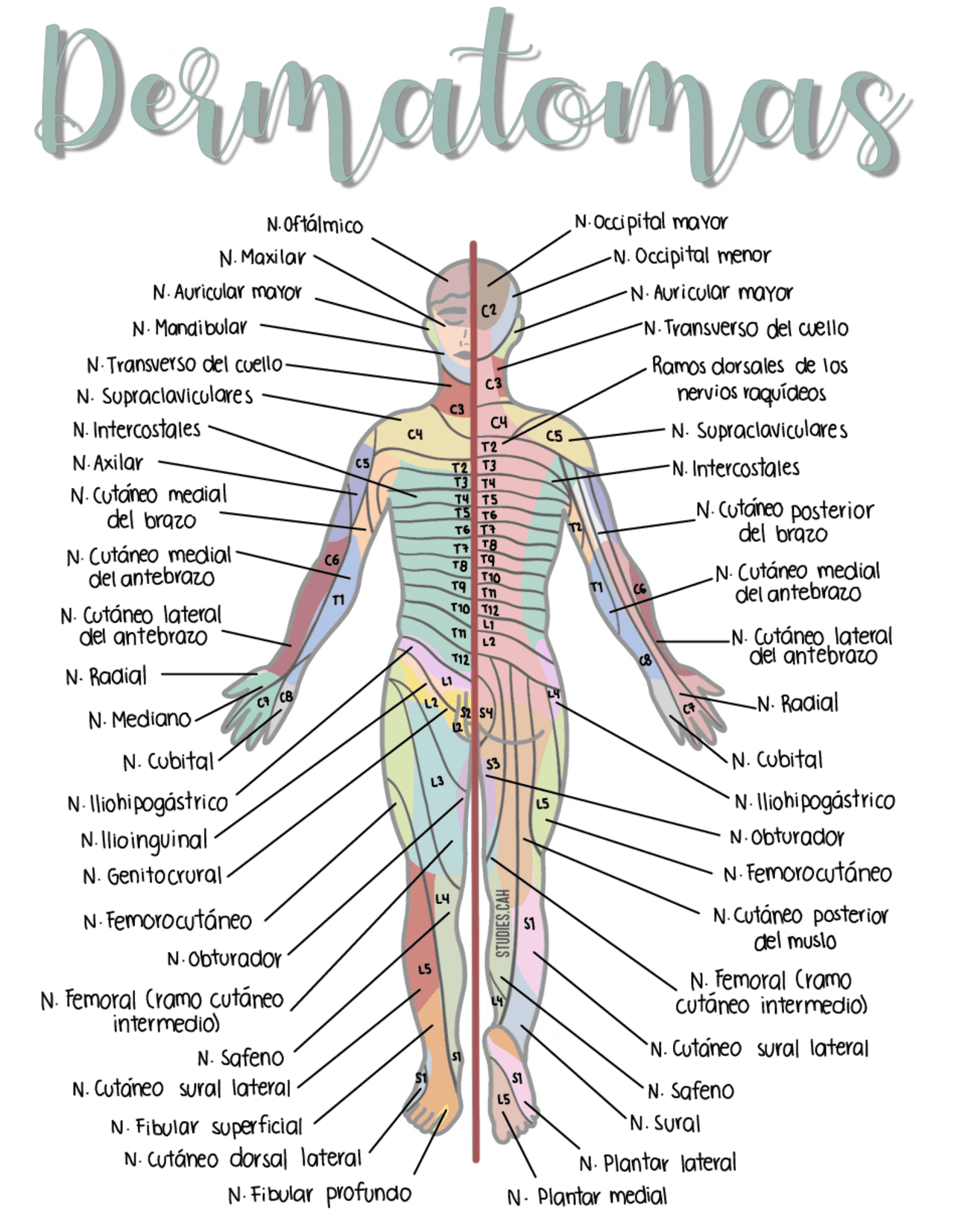 Tabla De Miotomas Y Dermatomas Tabla De Miotomas Y Dermatomas