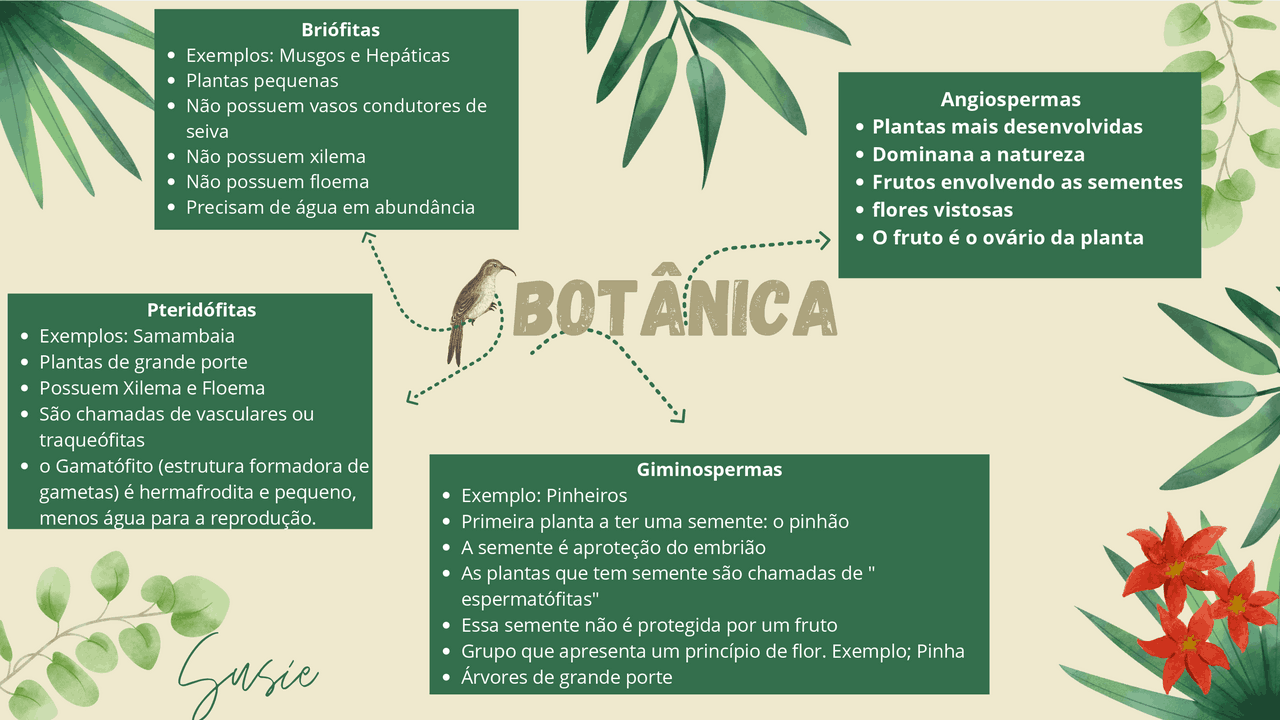 Mapa Mental sobre Botânica - Docsity