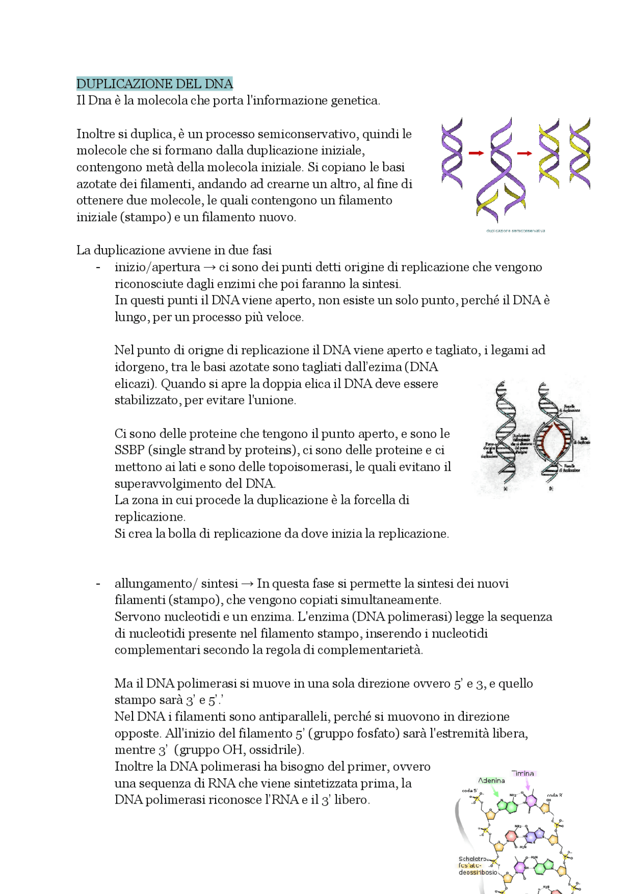 Duplicazione del DNA - Docsity