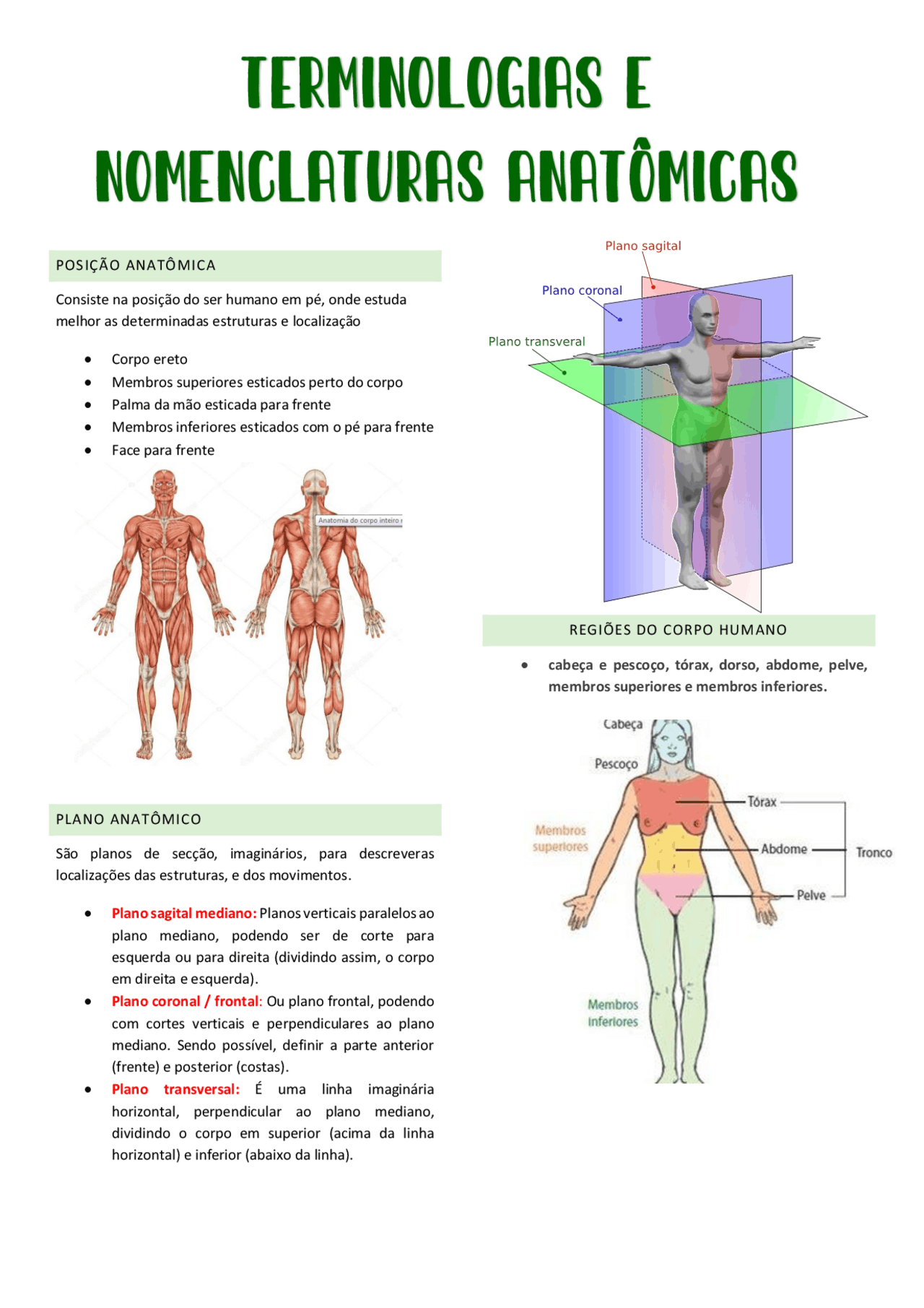 Posição anatomica - anatomia humana | Resumos Anatomia | Docsity