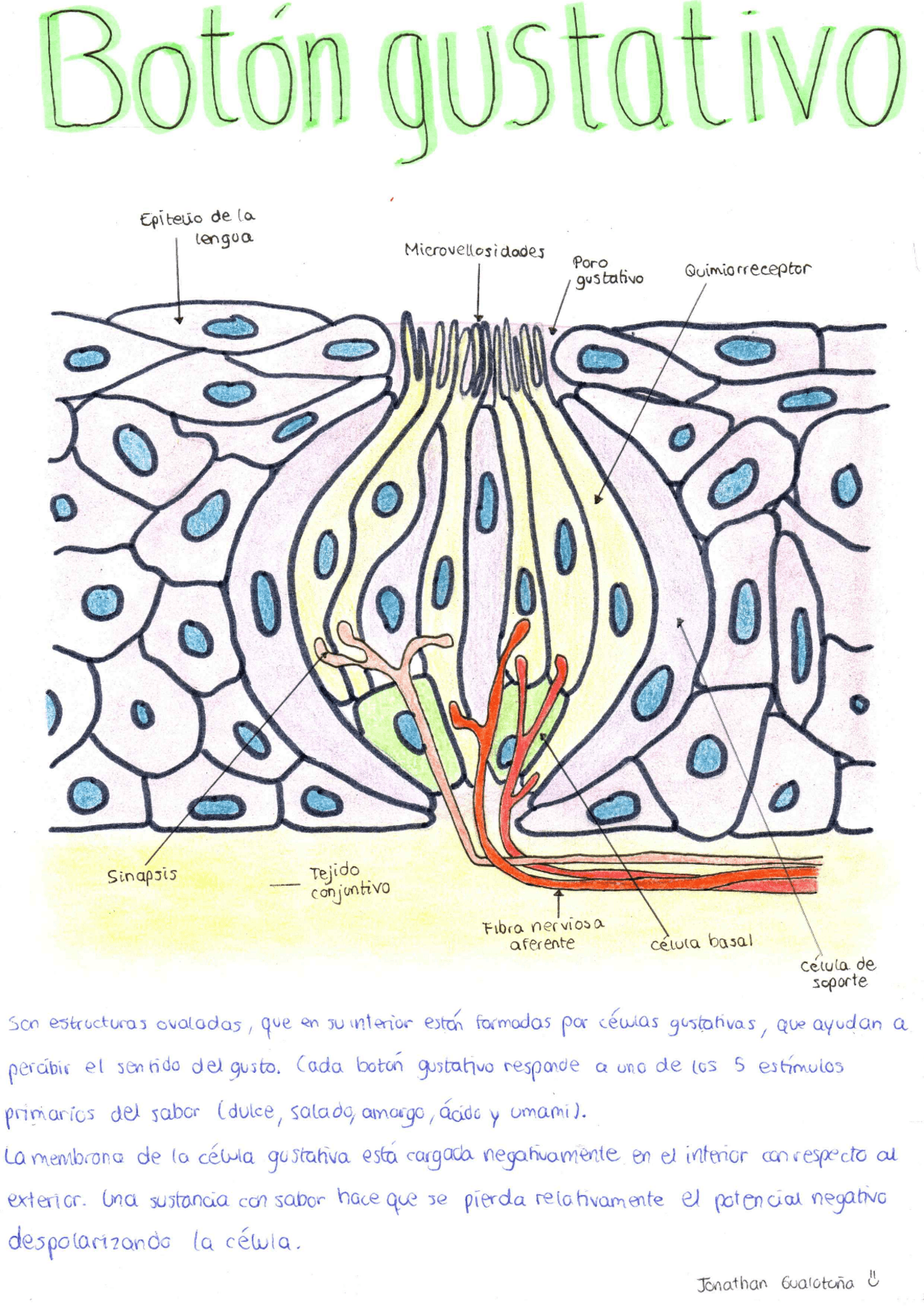 Dibujo Botón gustativo | Esquemas y mapas conceptuales de Anatomía ...