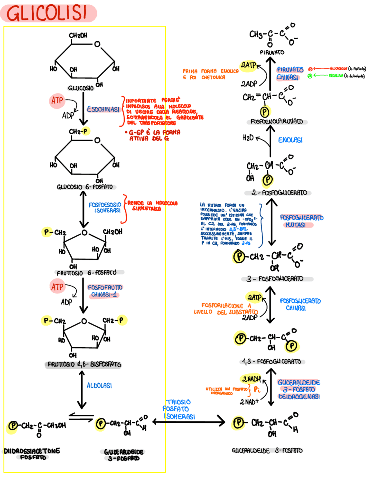 Biochimica Schemi Glicolisi Ciclo Di Krebs E Fosoforilazione biochimica-schemi-glicolisi-ciclo-di-krebs-e-fosoforilazione