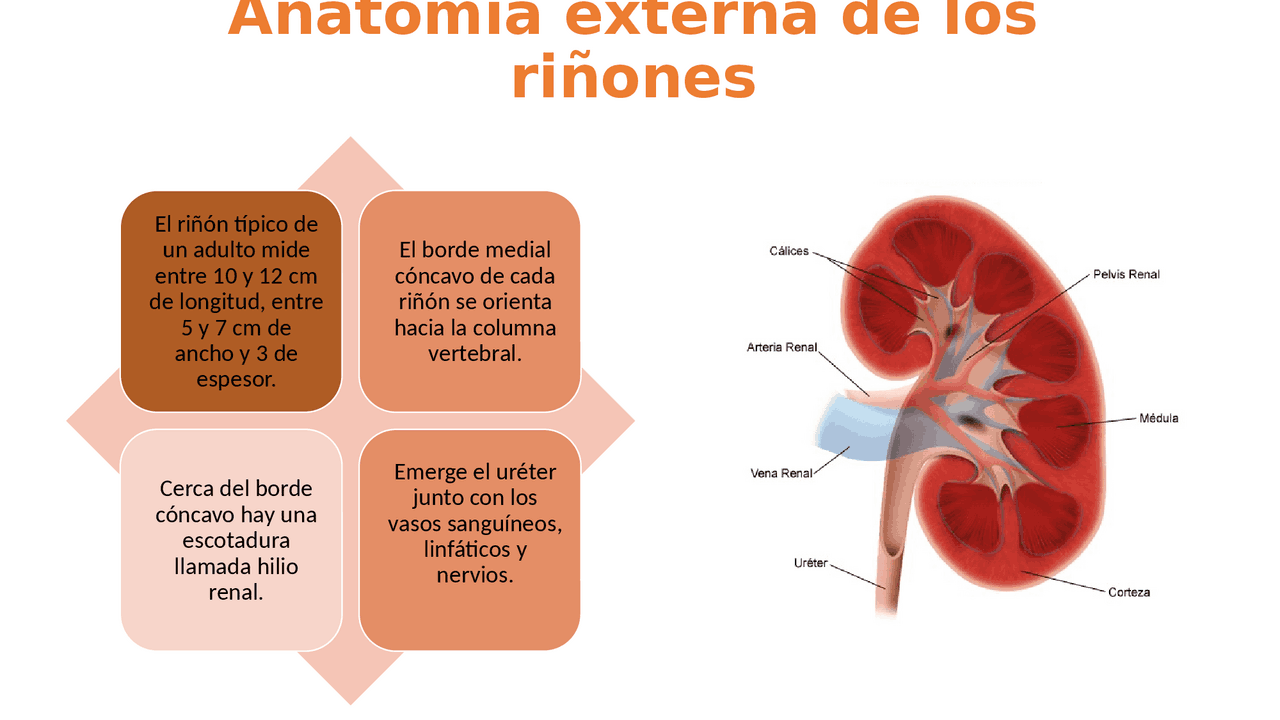 Anatomía externa de los riñones | Diapositivas de Anatomía | Docsity