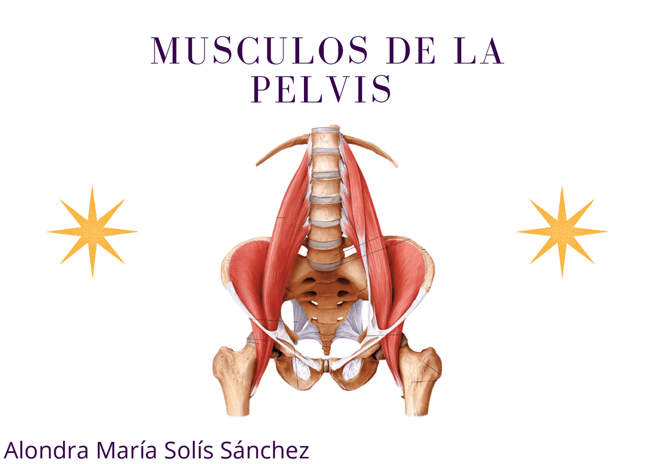 Músculos de la Pelvis | Apuntes de Anatomía - Docsity