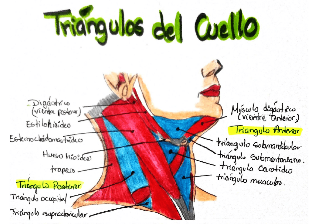 Dibujo completo del triángulo del cuello - Docsity
