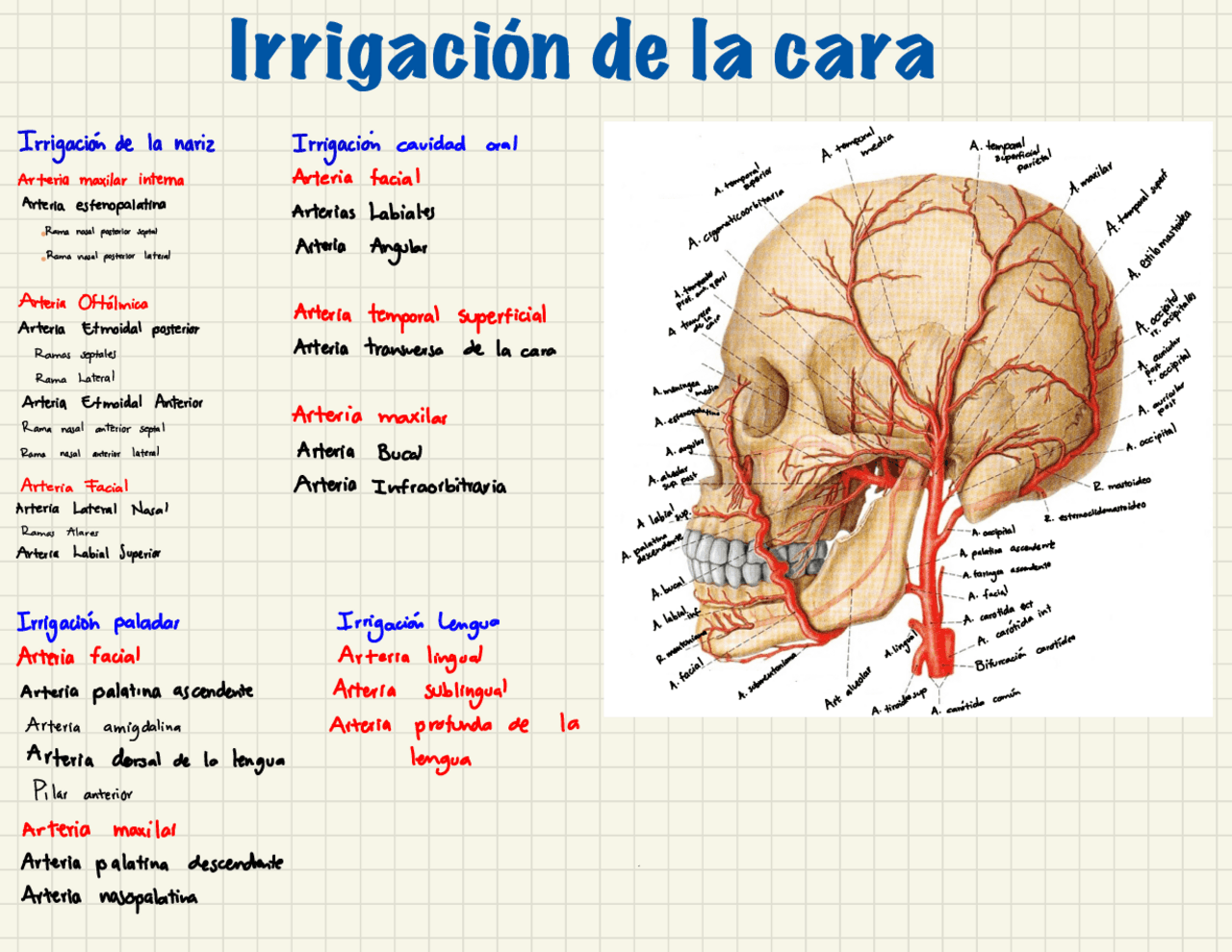 Nervios de la Cara Anatomía - Docsity