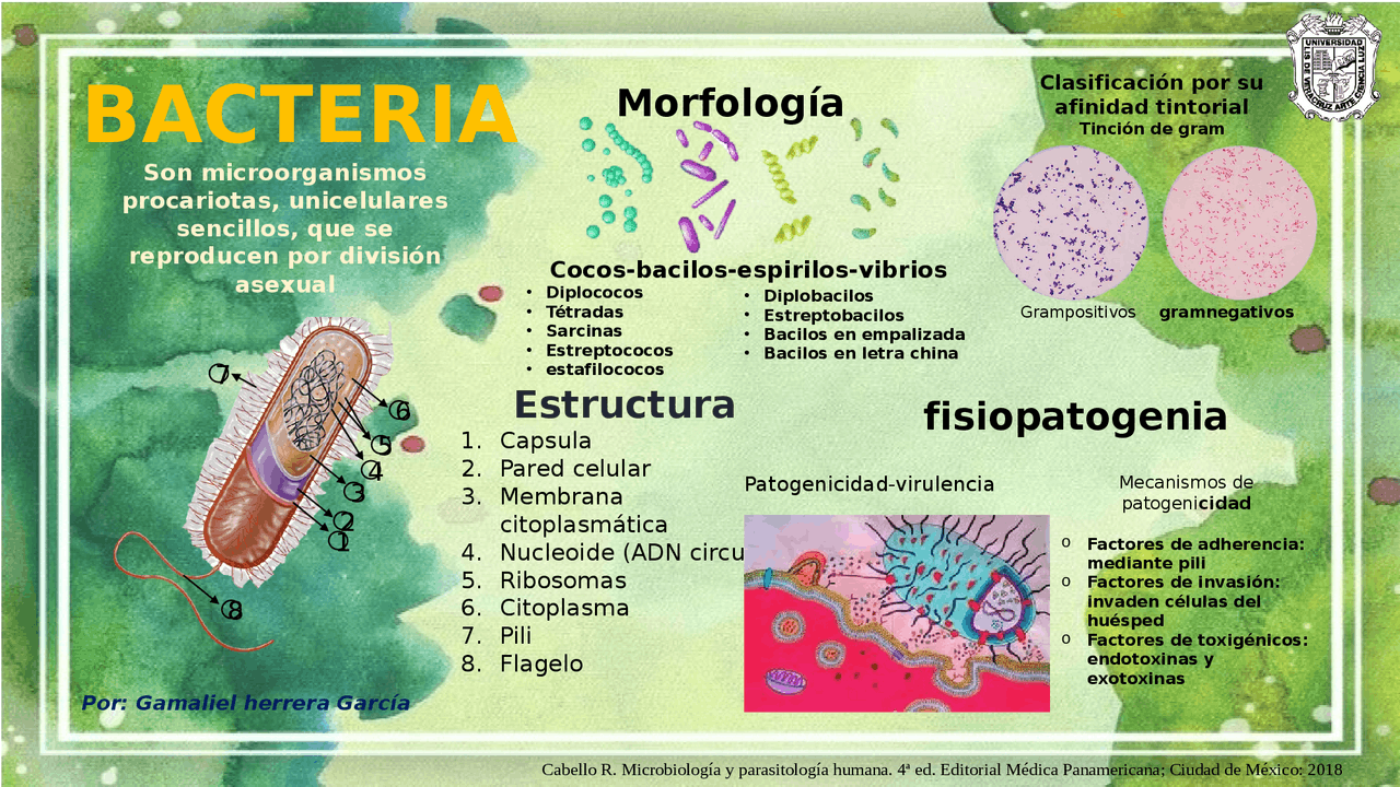 Infografía: generalidades de las bacterias | Esquemas y mapas