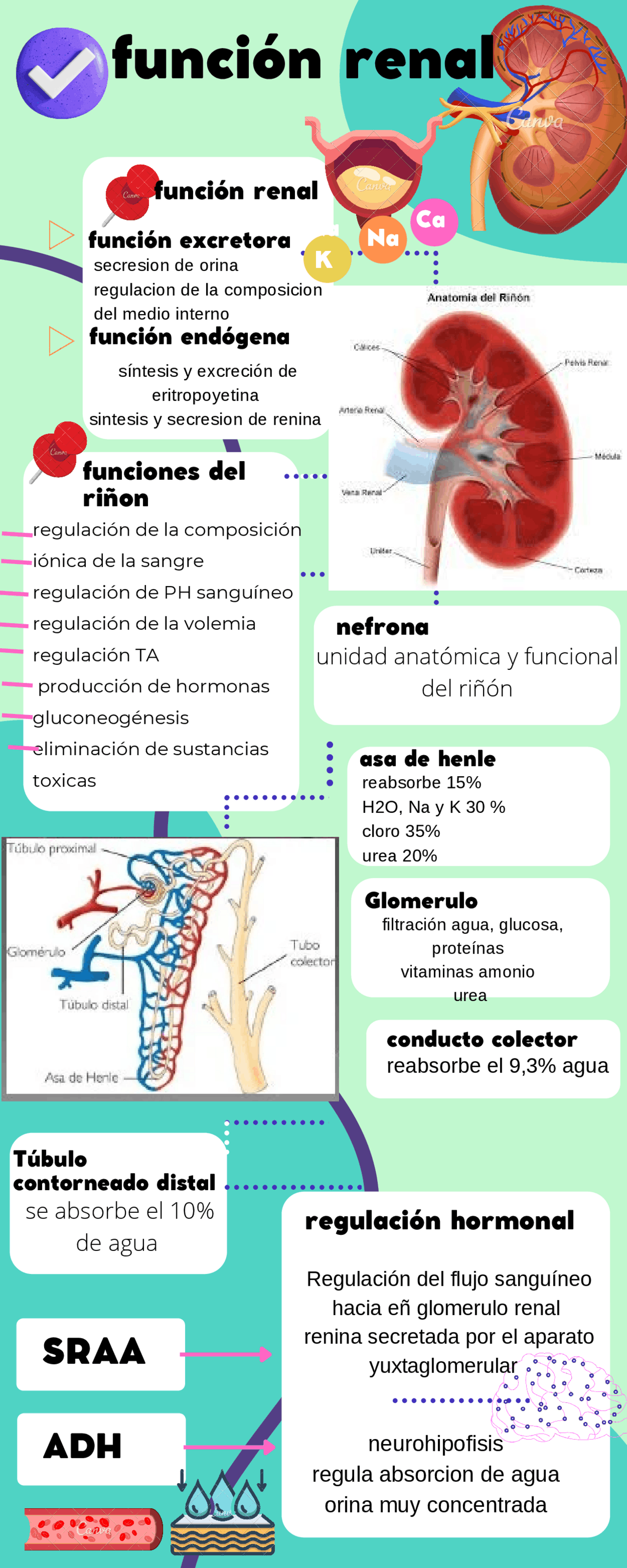 Funciones Riñon Funciones del riñón - Docsity