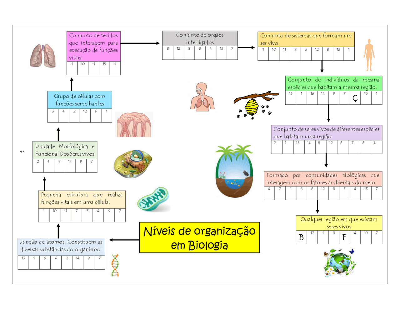 Exercicios Niveis De Organização Dos Seres Vivos - REVOEDUCA