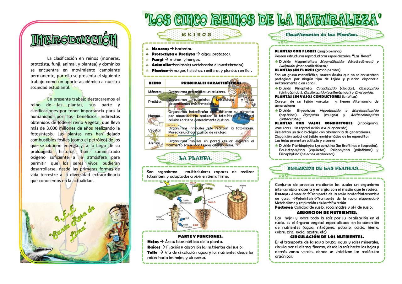 tríptico sobre los 5 reinos en existencia | Esquemas y mapas conceptuales  de Biología | Docsity