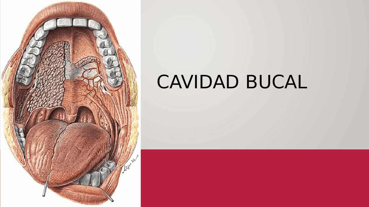 Cavidad bucal, sus partes y límites | Diapositivas de Anatomía | Docsity
