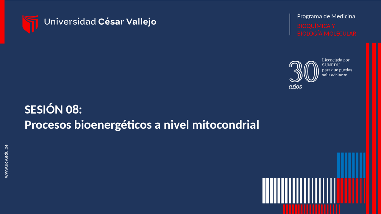 S SESION 08. Procesos bioenergéticos a nivel mitocondrial.pptx - Docsity