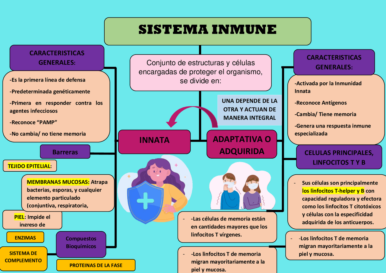 Mapa conceptual de inmunología sobre sisttema inmune - Docsity