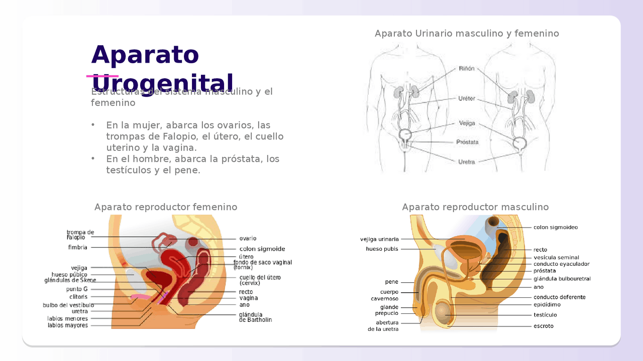 Esquema de las funciones del sistema urogenital masculino y femenino