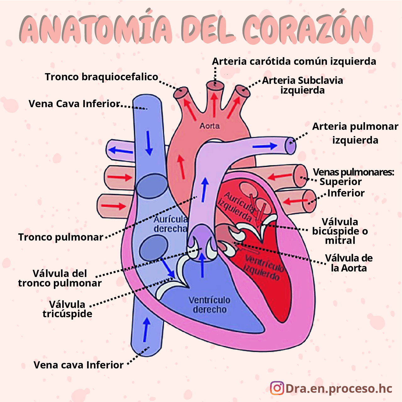 Corazon Anatomía del corazón | Esquemas y mapas conceptuales de Anatomía | Docsity