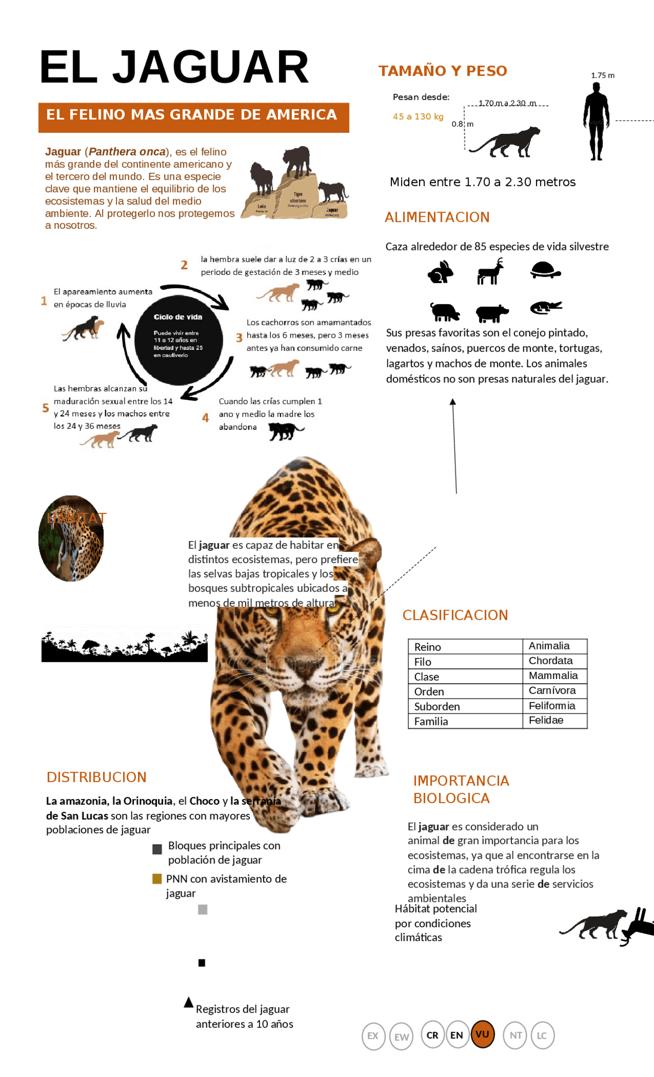 Infografia del jaguar Esquemas y mapas conceptuales de Biología