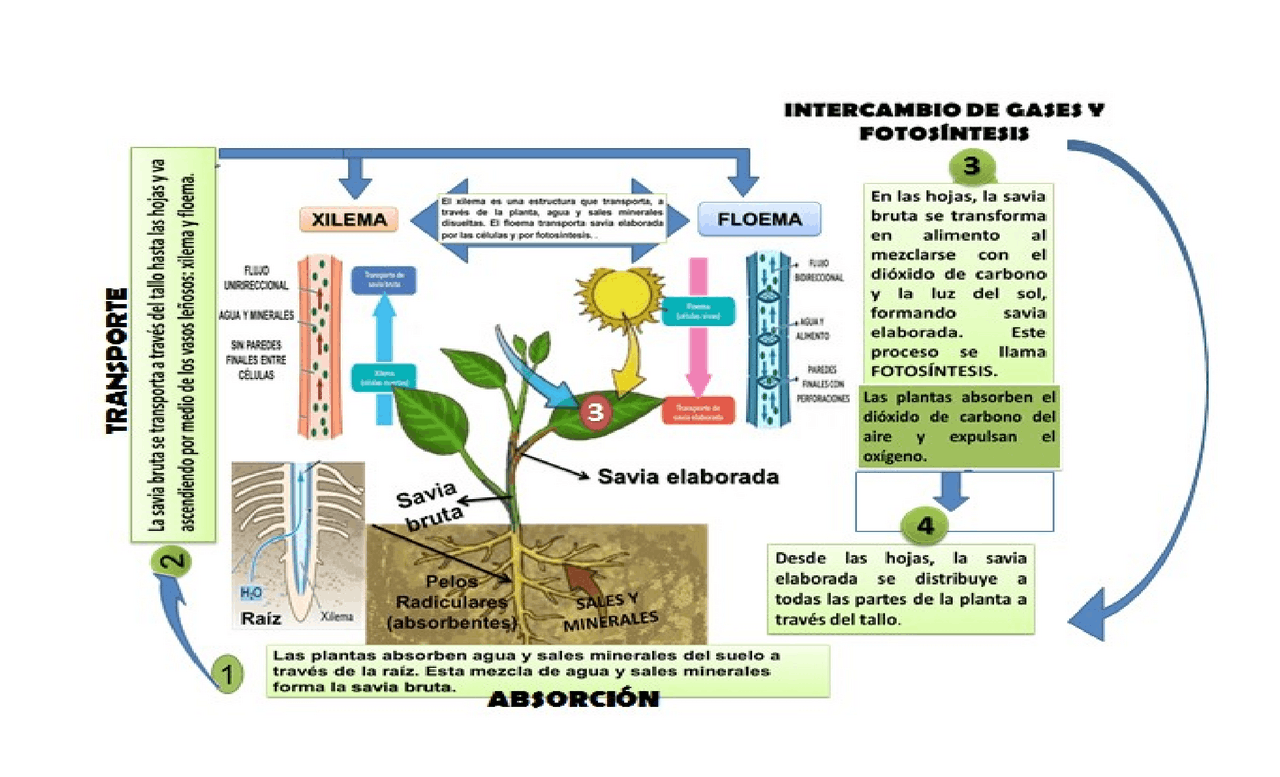 Factores Que Afectan El Transporte De Agua En Las Plantas 2024 Porn