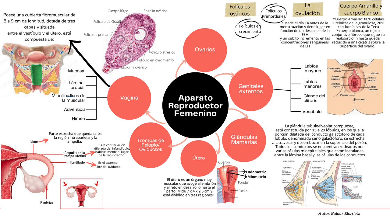 Mapa Mental Aparato Reproductor Femenino | Apuntes de Histología | Docsity