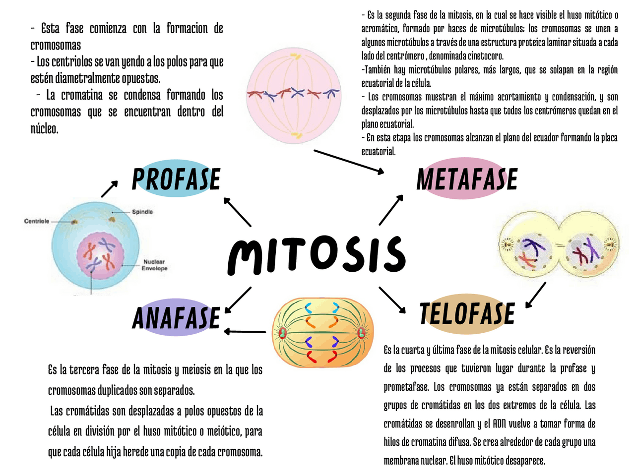 FASES DE LA MITOSIS | Esquemas y mapas conceptuales de Biología | Docsity