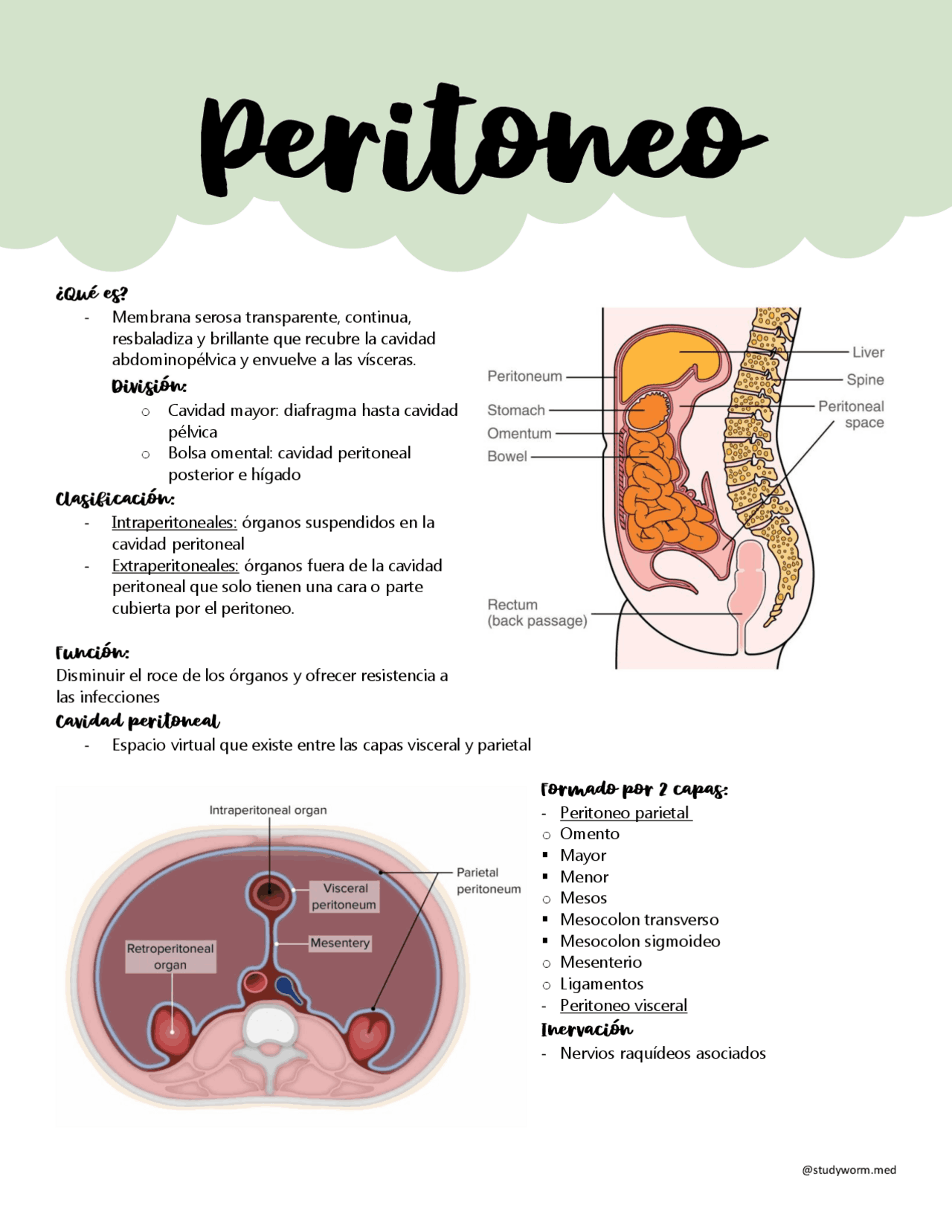 Intraperitoneales Anatomia del peritoneo y cavidad peritoneal | Resúmenes de Anatomía ...