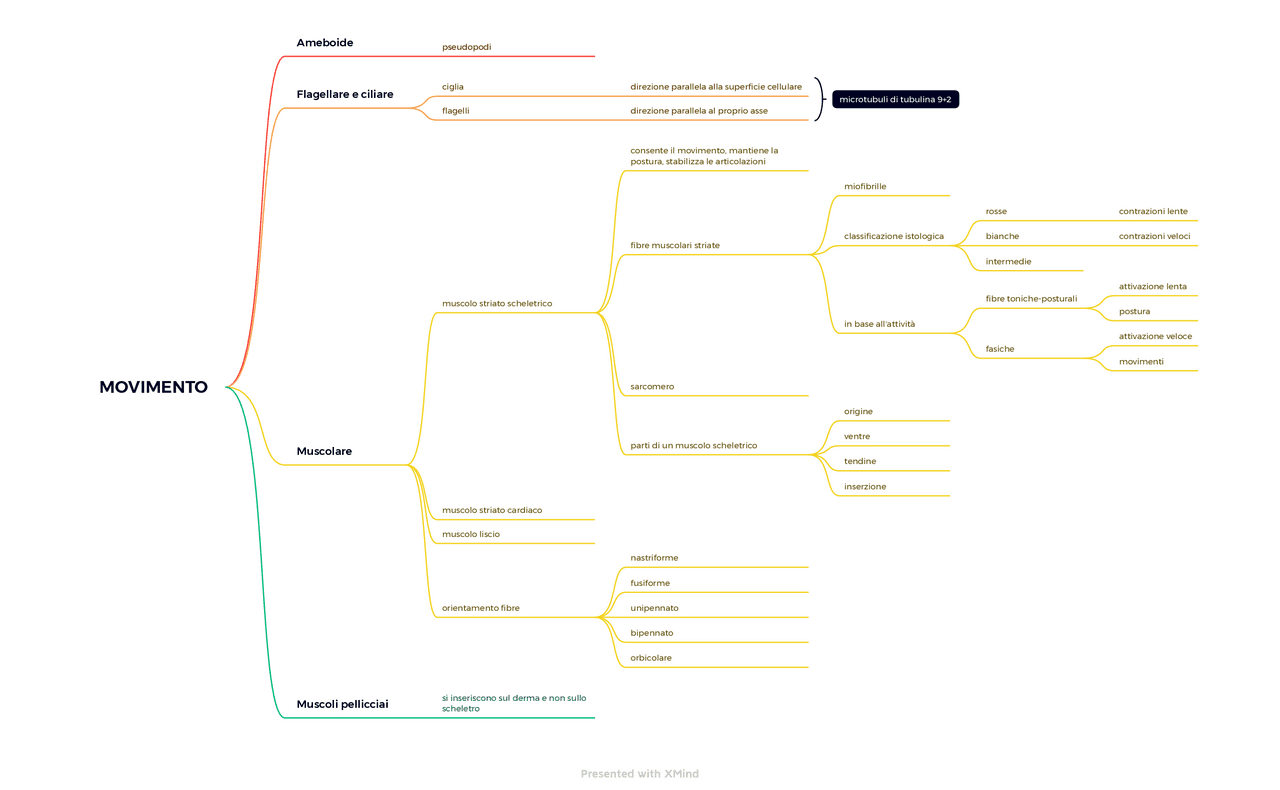 Schemi Schema sul movimento | Schemi e mappe concettuali di Zoologia | Docsity