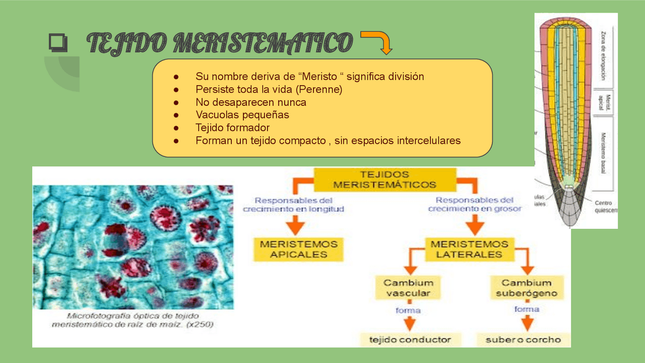 Meristematica Tejido meristemático secundario | Diapositivas de Geobotánica | Docsity