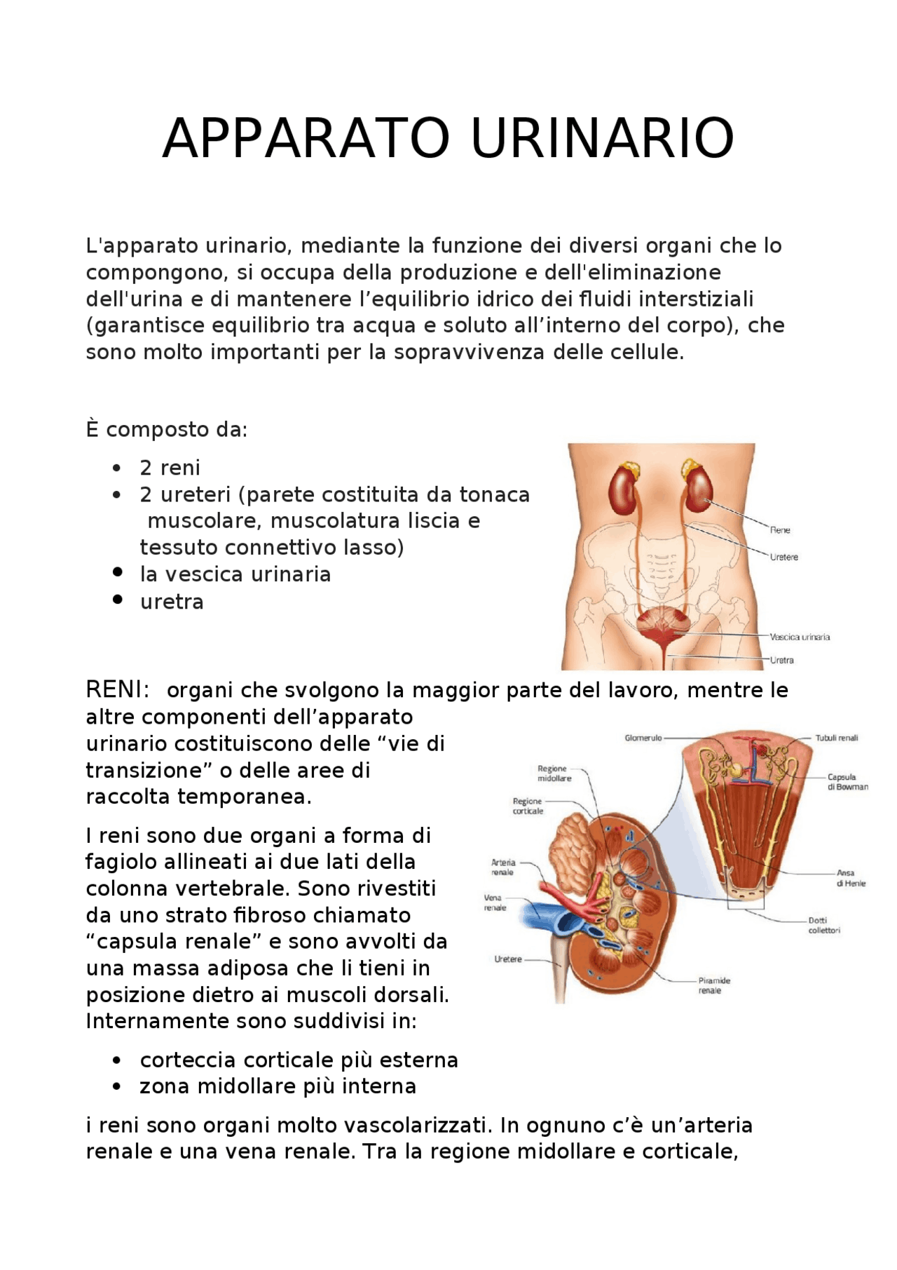 L'apparato Urinario Sintesi del corso di Anatomia Docsity