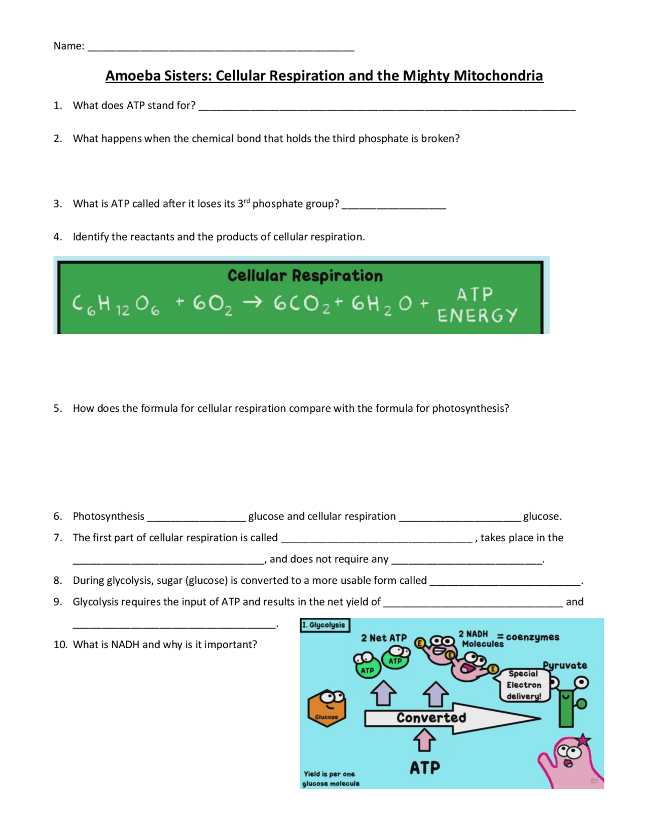 Amoeba Sisters: Cellular Respiration and the Mighty  | Lecture notes  Cell Biology | Docsity