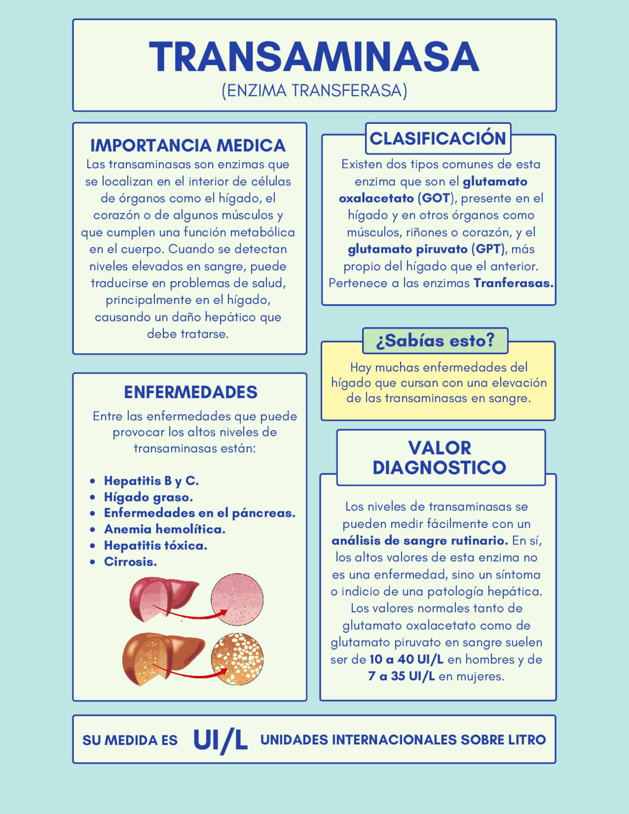 Transaminasa Glutamico Oxalacetica Ast – BJAJ