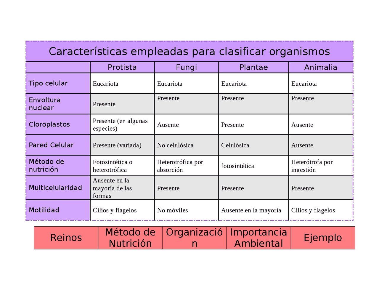 Características de Organismos: Protista, Fungi, Plantae y Animalia |  Apuntes de Biología | Docsity