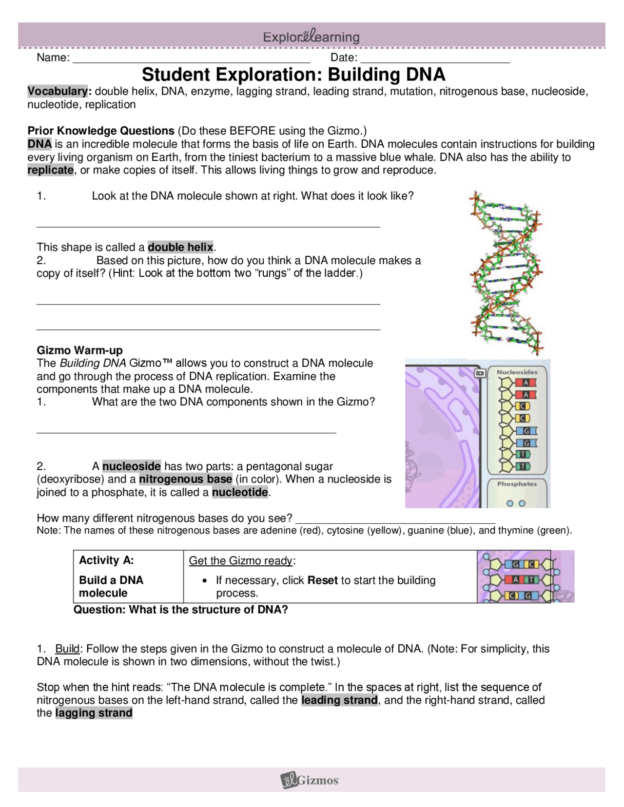Student Exploration Building DNA Study notes Docsity