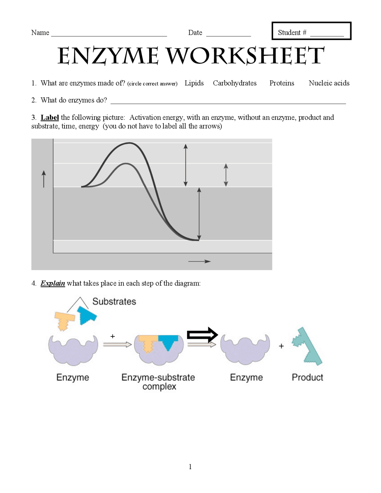 Enzyme Worksheet | Study notes Biochemistry | Docsity