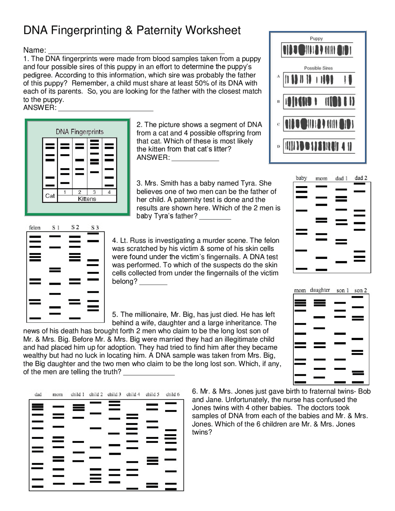 DNA Fingerprinting & Paternity Worksheet | Exams Genetics | Docsity