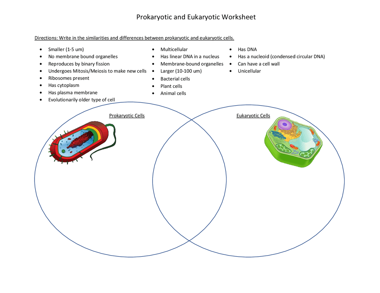 Prokaryotic and Eukaryotic Worksheet | Lecture notes Genetics | Docsity