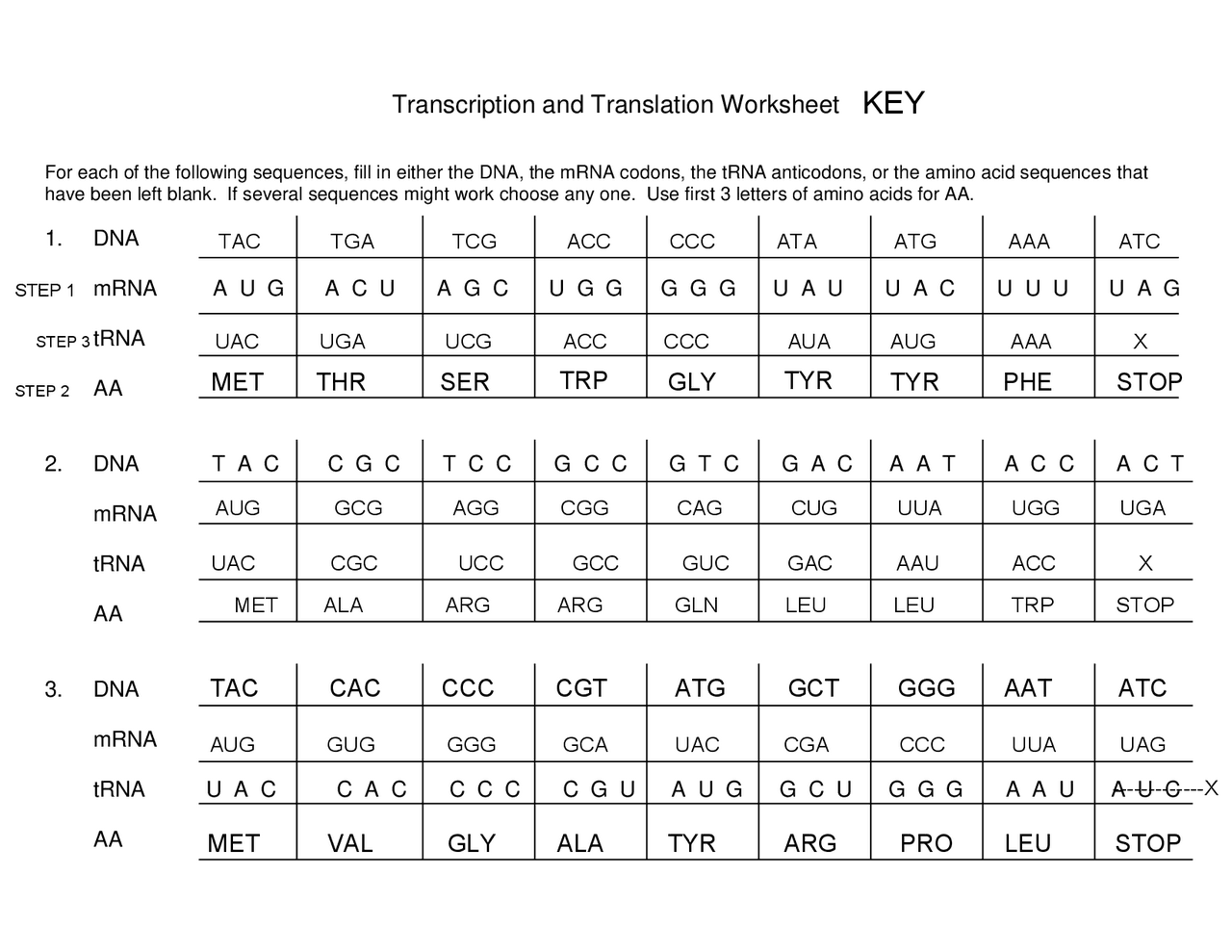 Transcription and Translation Worksheet | Study notes Genetics | Docsity